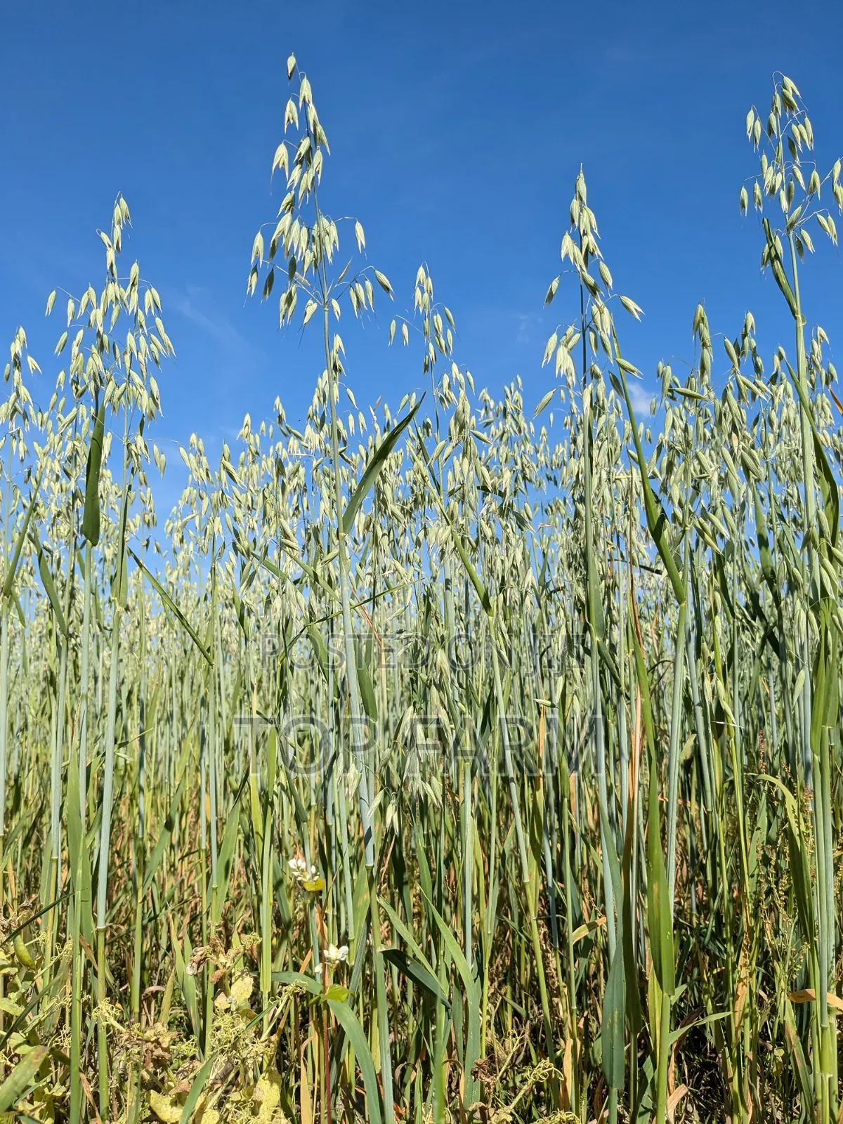 Oats Available in Tons Olkarau