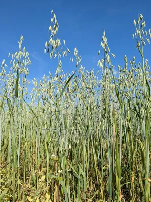 Oats Available in Tons Olkarau