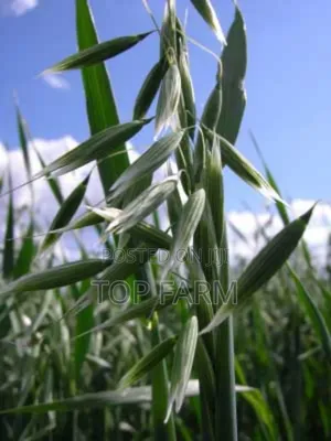 Oats Available in Tons Olkarau
