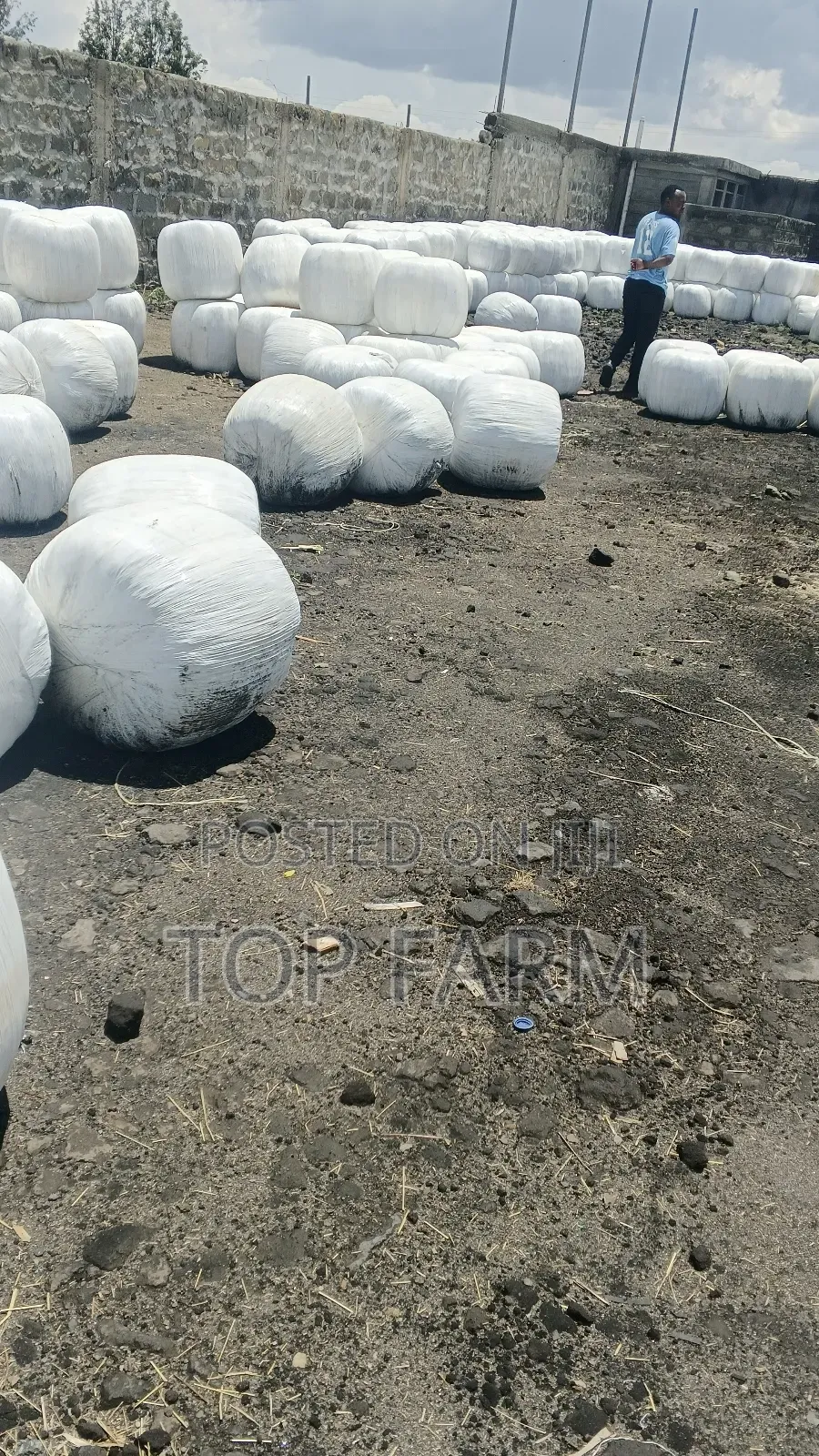 Silage Feeds