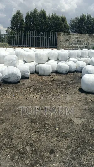 Silage Feeds