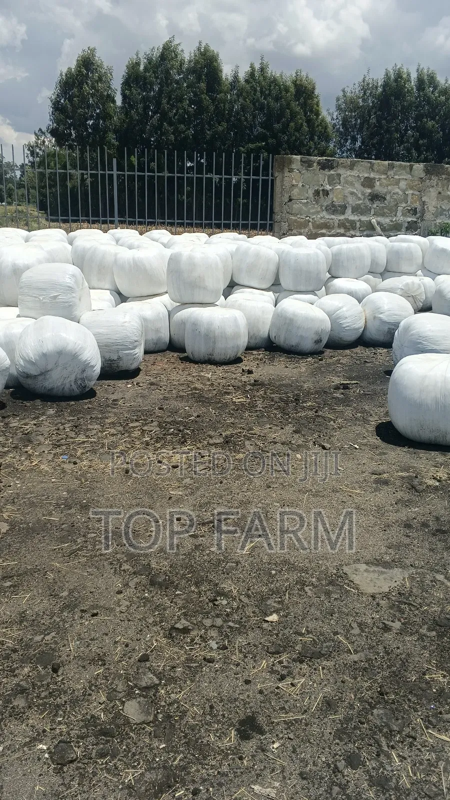 Silage Feeds