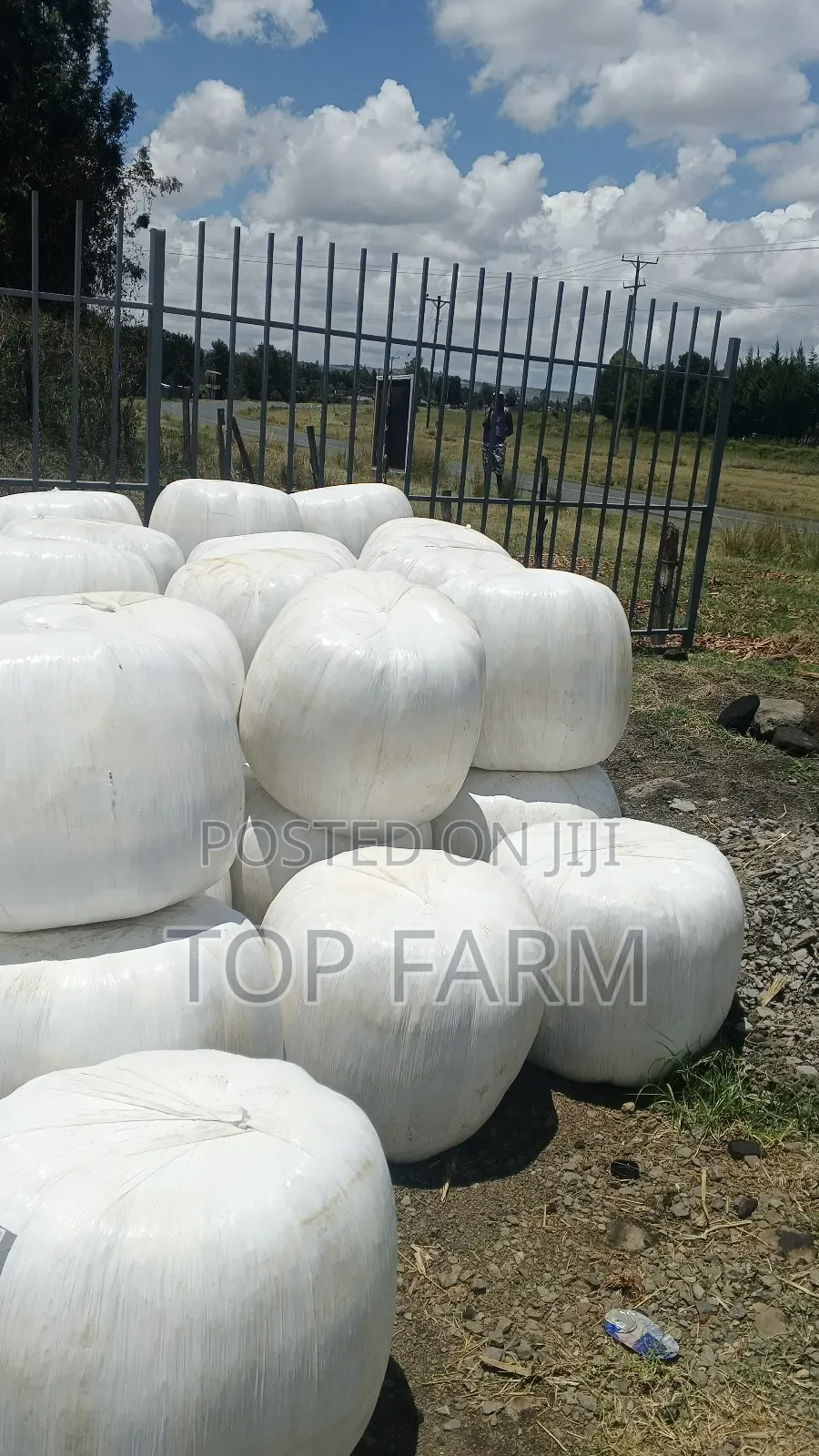 Silage Feeds