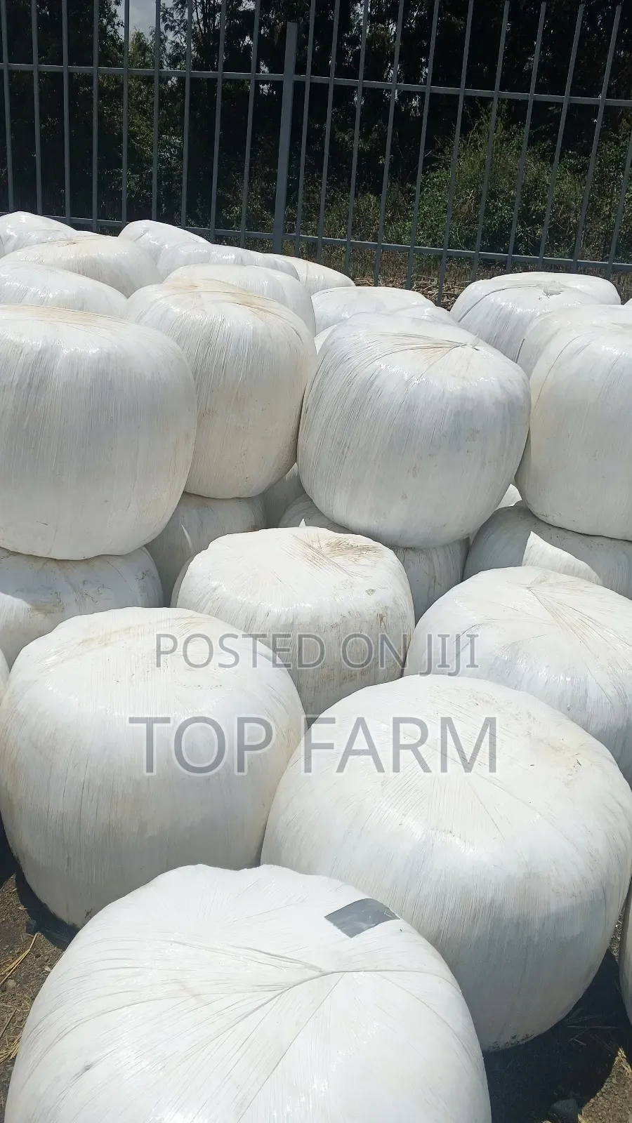 Silage Feeds