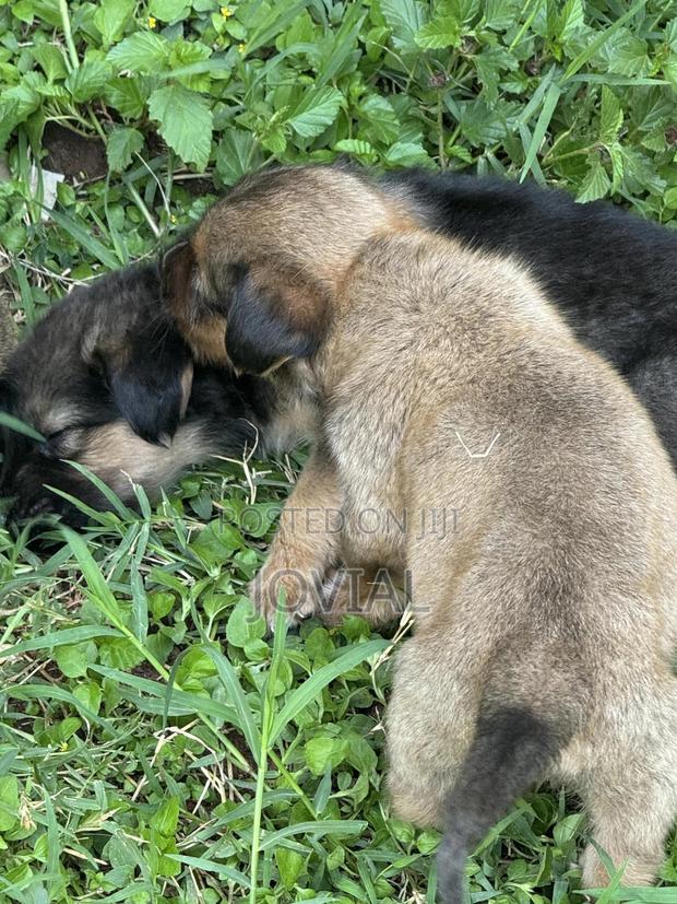 0-1 month Female Mixed Breed German Shepherd