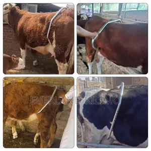 Strong Metal Anti-Kick Bar for Dairy Farms