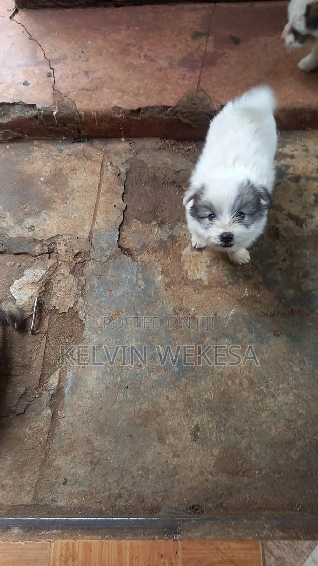 1-3 months Male Purebred Japanese Spitz - thumbnail 9