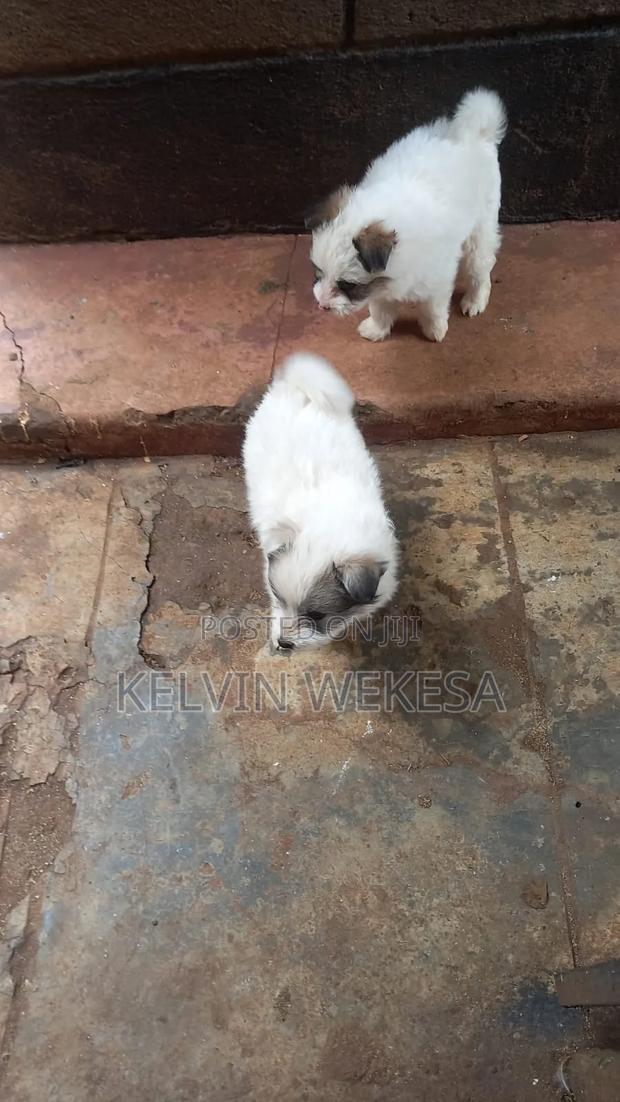 1-3 months Male Purebred Japanese Spitz - thumbnail 10