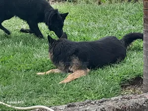 1+ year Male Purebred German Shepherd