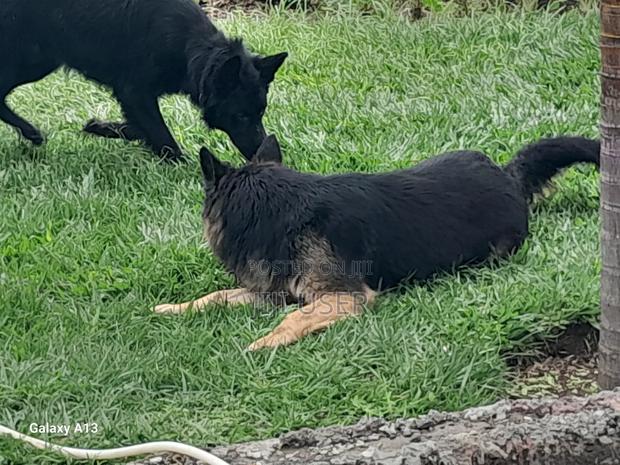 1+ year Male Purebred German Shepherd