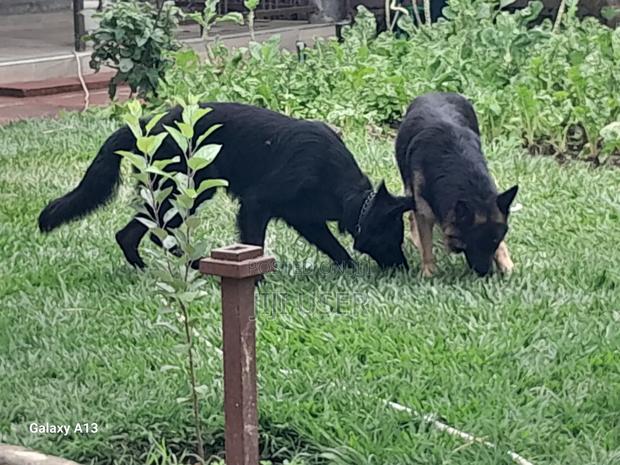 1+ year Male Purebred German Shepherd - thumbnail 2