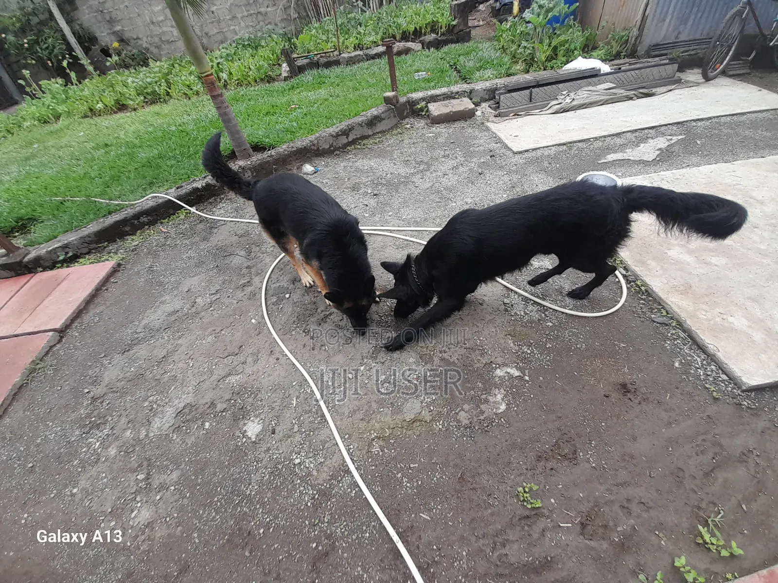 1+ year Male Purebred German Shepherd