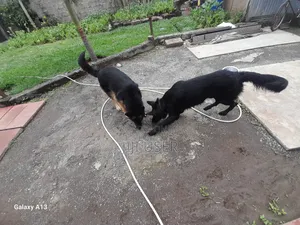1+ year Male Purebred German Shepherd