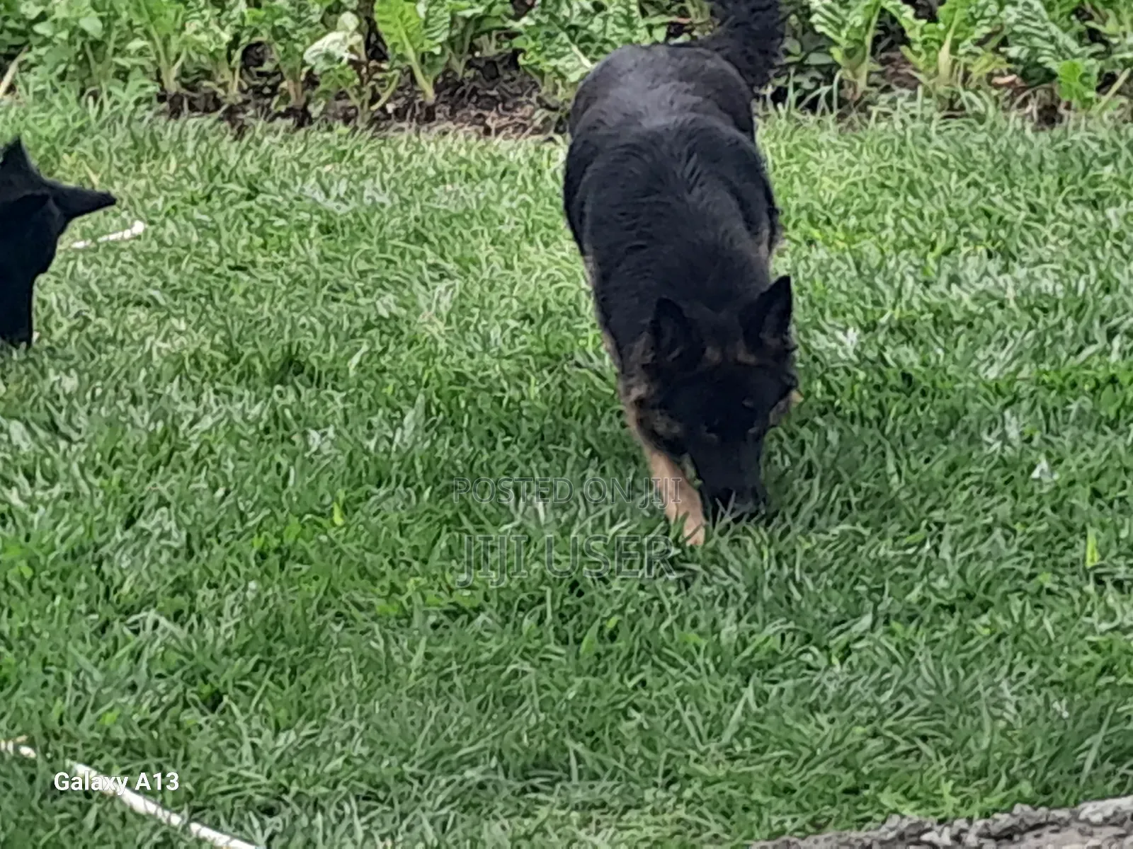 1+ year Male Purebred German Shepherd