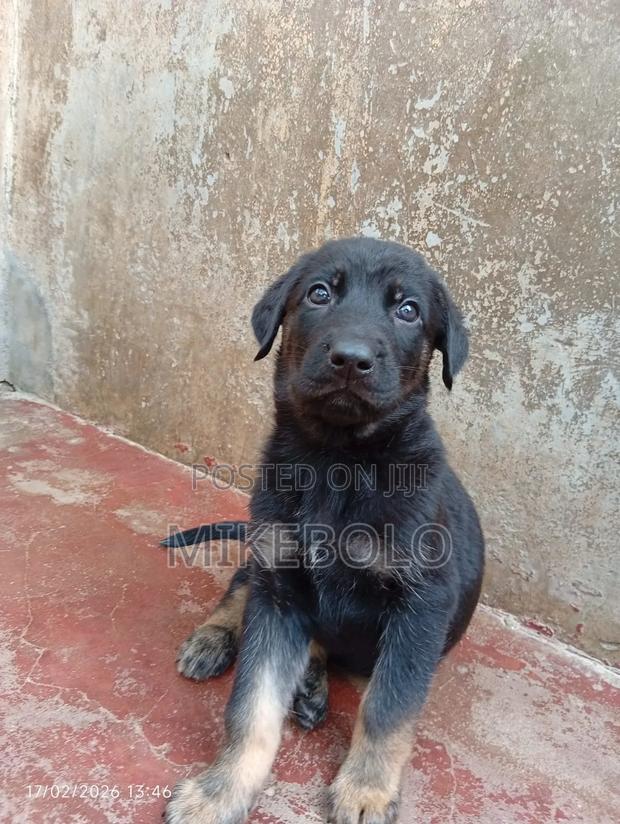 1-3 months Male Purebred German Shepherd - main view