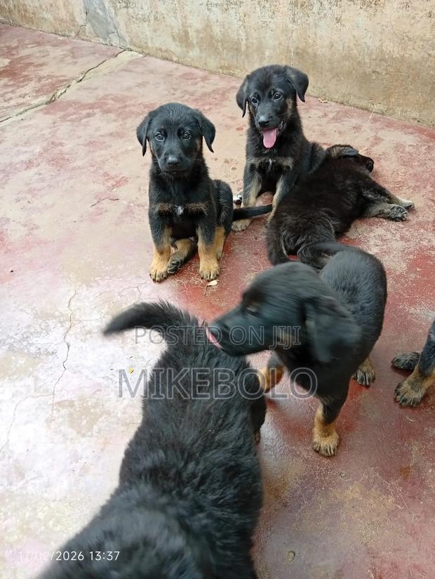 1-3 months Male Purebred German Shepherd - thumbnail 3