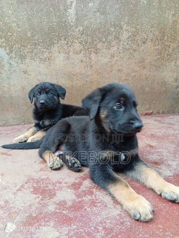 1-3 months Male Purebred German Shepherd - thumbnail 4