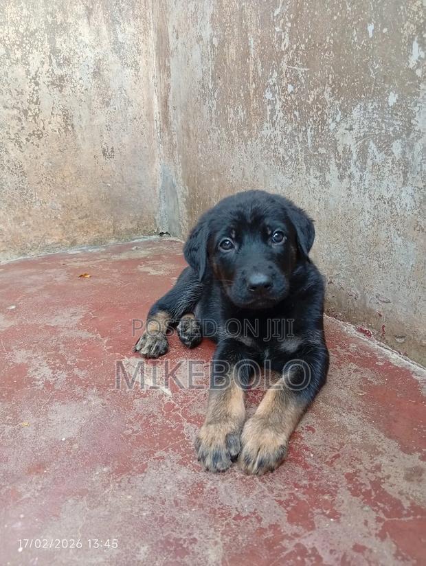 1-3 months Male Purebred German Shepherd - thumbnail 5