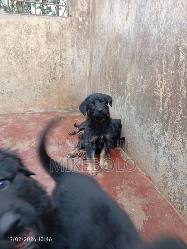 1-3 months Male Purebred German Shepherd - thumbnail 6