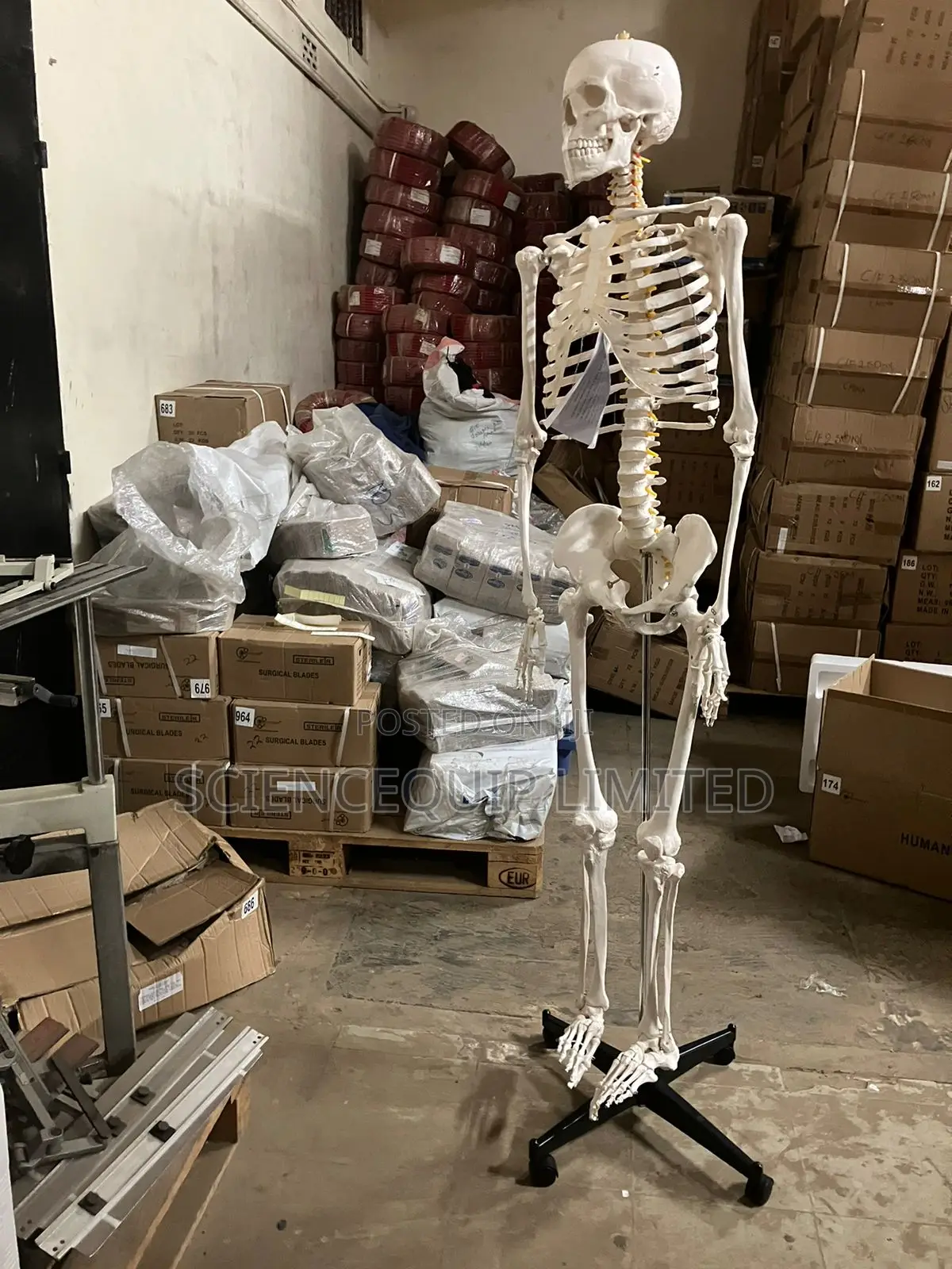 Human Skeleton 170cm Full With Stand