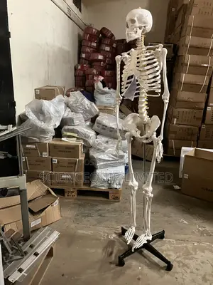 Human Skeleton 170cm Full With Stand
