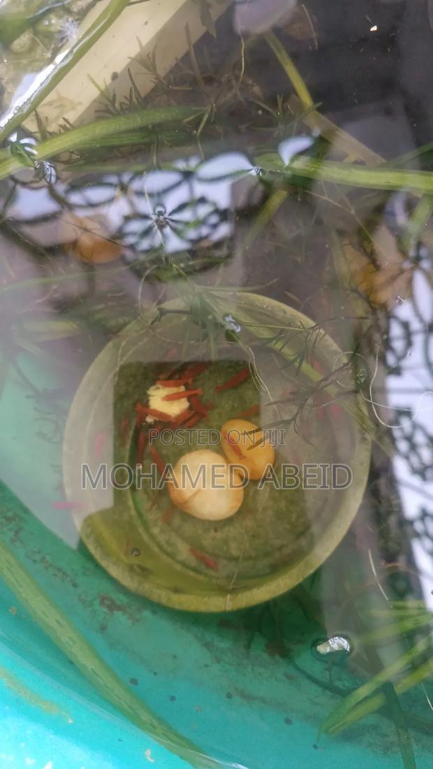 Live Cherry Shrimps - thumbnail 8