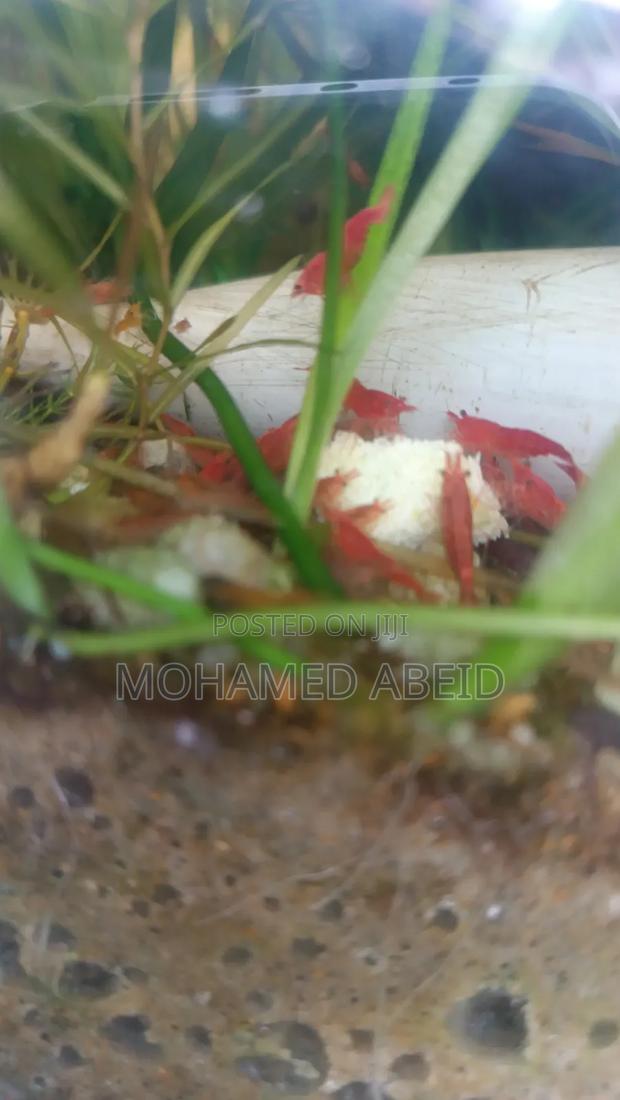 Live Cherry Shrimps - thumbnail 9