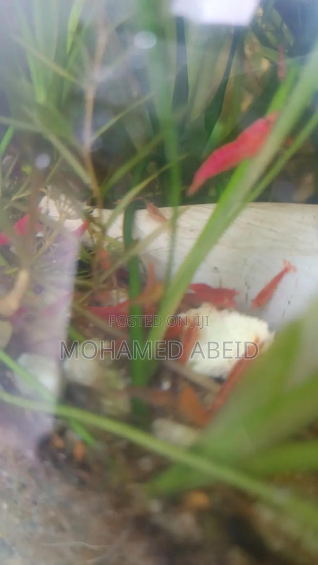 Live Cherry Shrimps - thumbnail 10