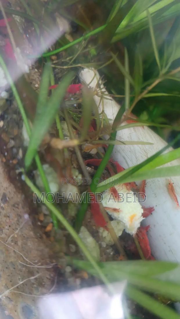 Live Cherry Shrimps - thumbnail 11