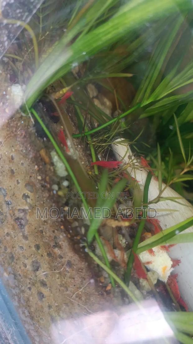 Live Cherry Shrimps - thumbnail 12