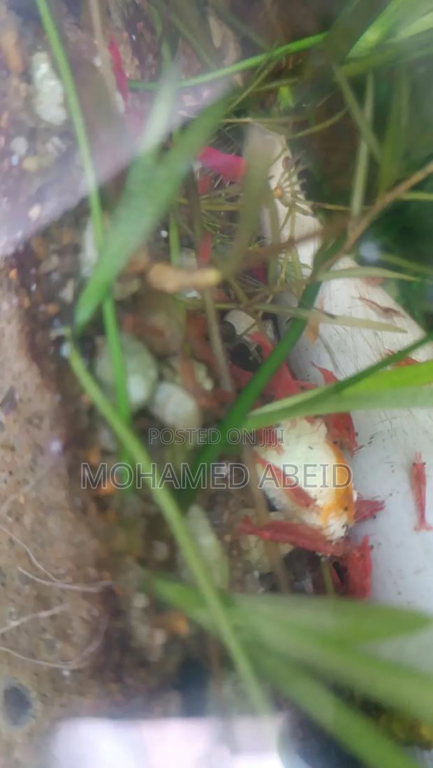 Live Cherry Shrimps - thumbnail 13