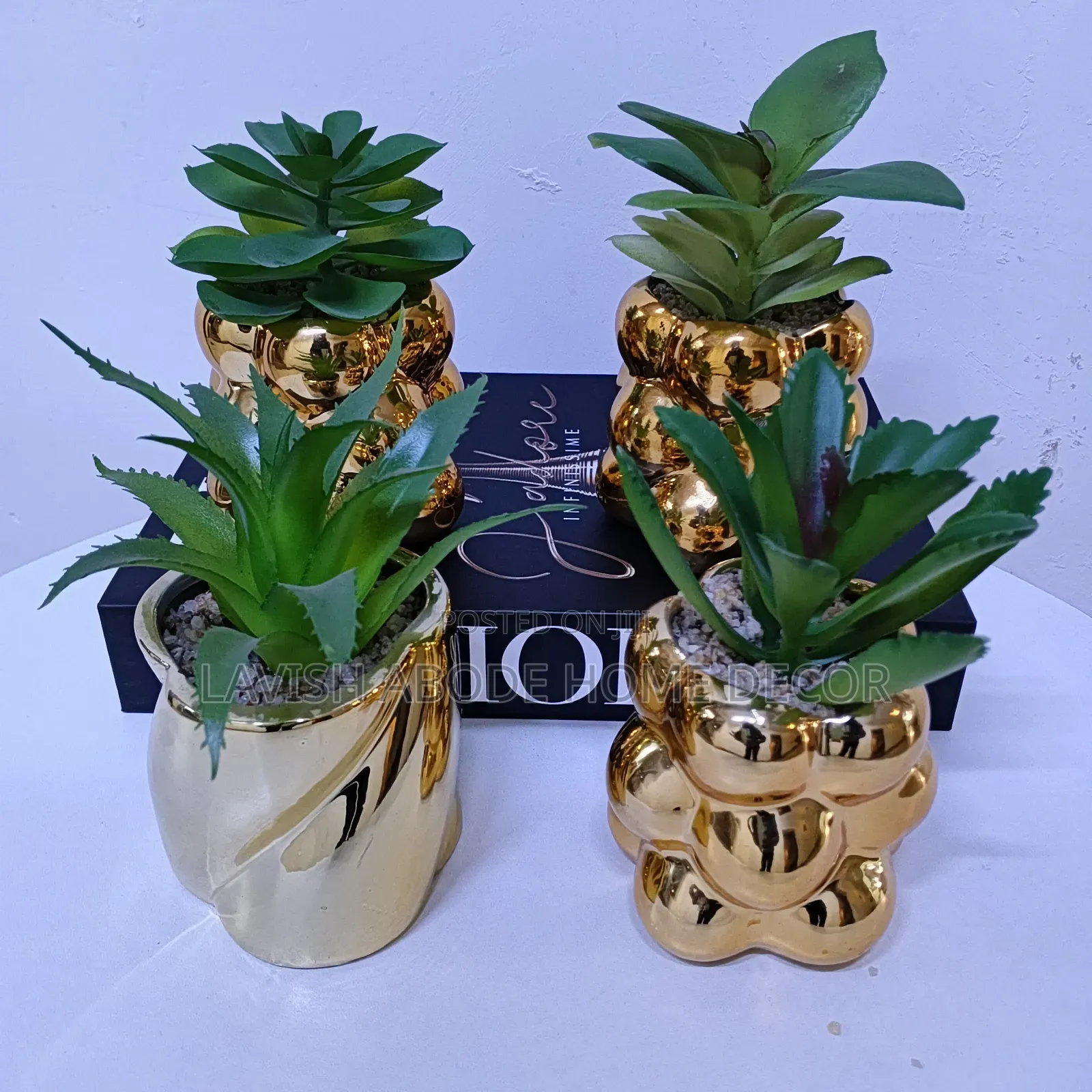 Gold Succulents