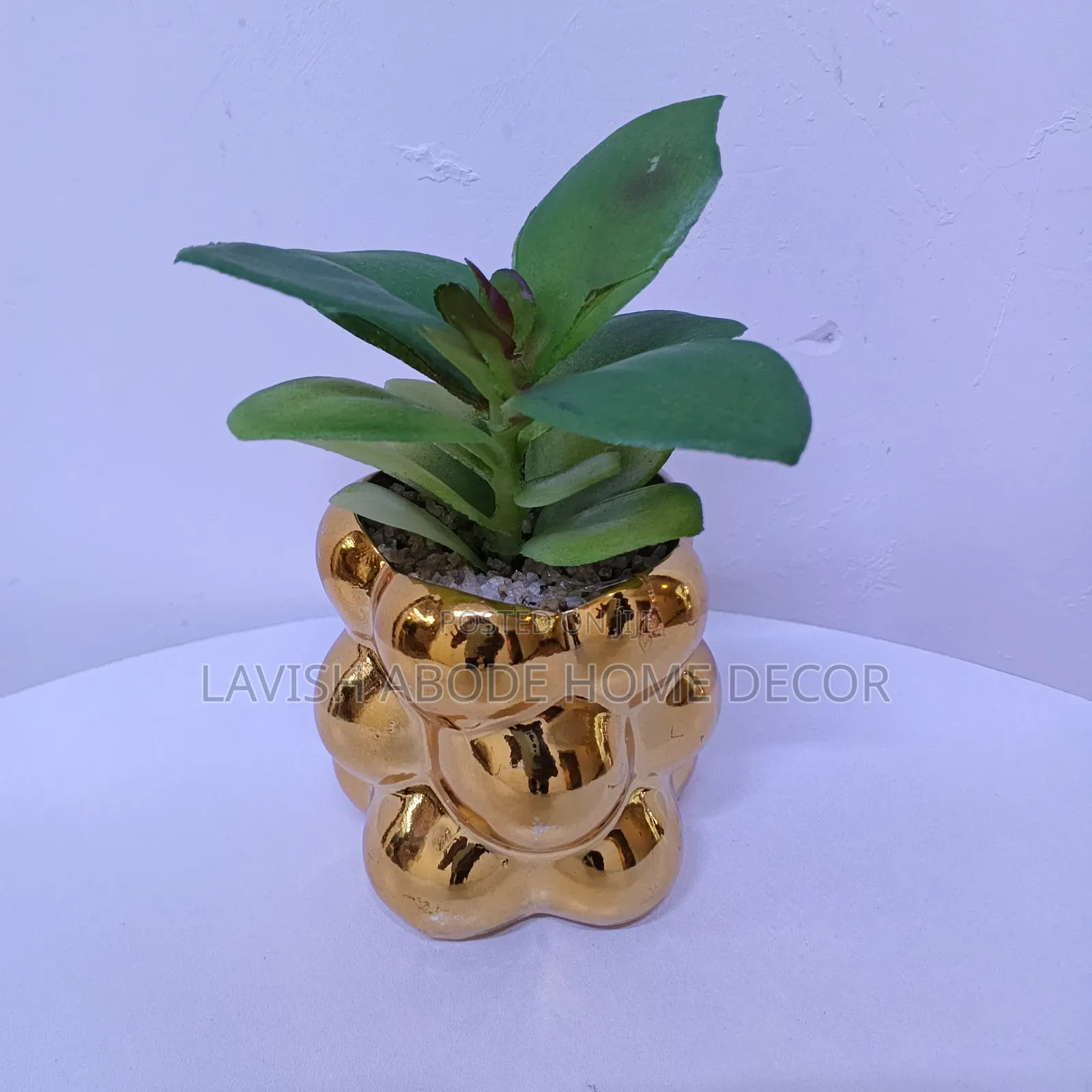 Gold Succulents