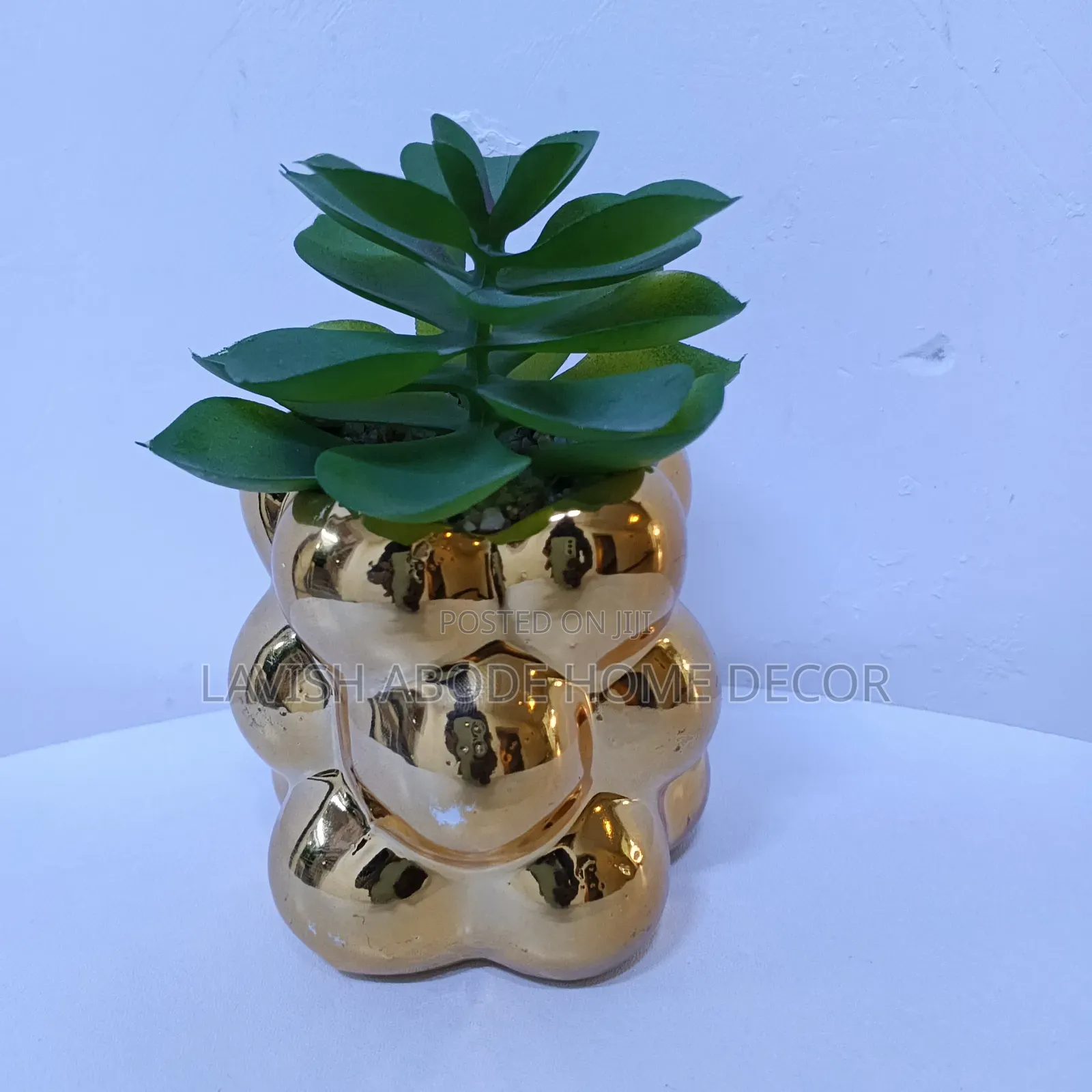 Gold Succulents