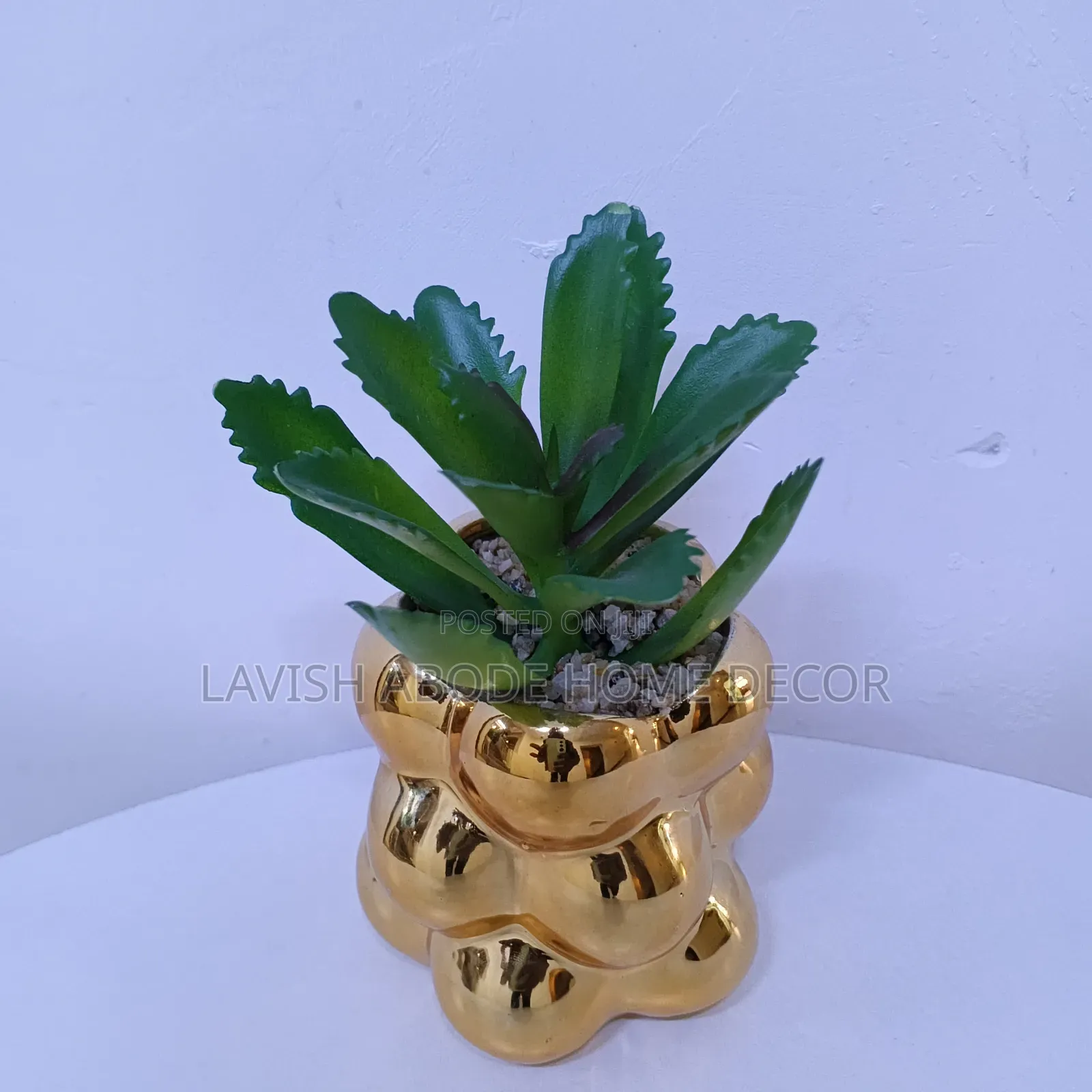Gold Succulents