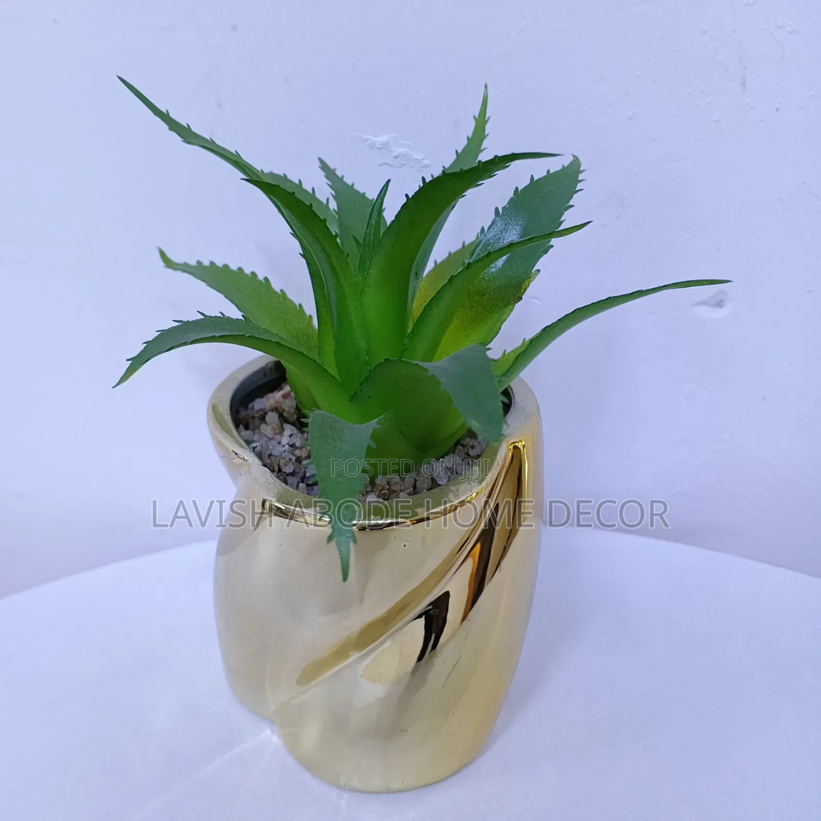 Gold Succulents