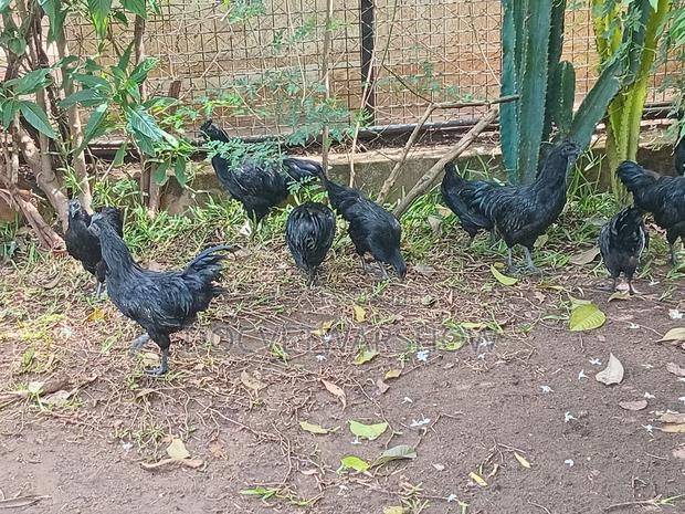 Ayam Cemani's Available! - main view