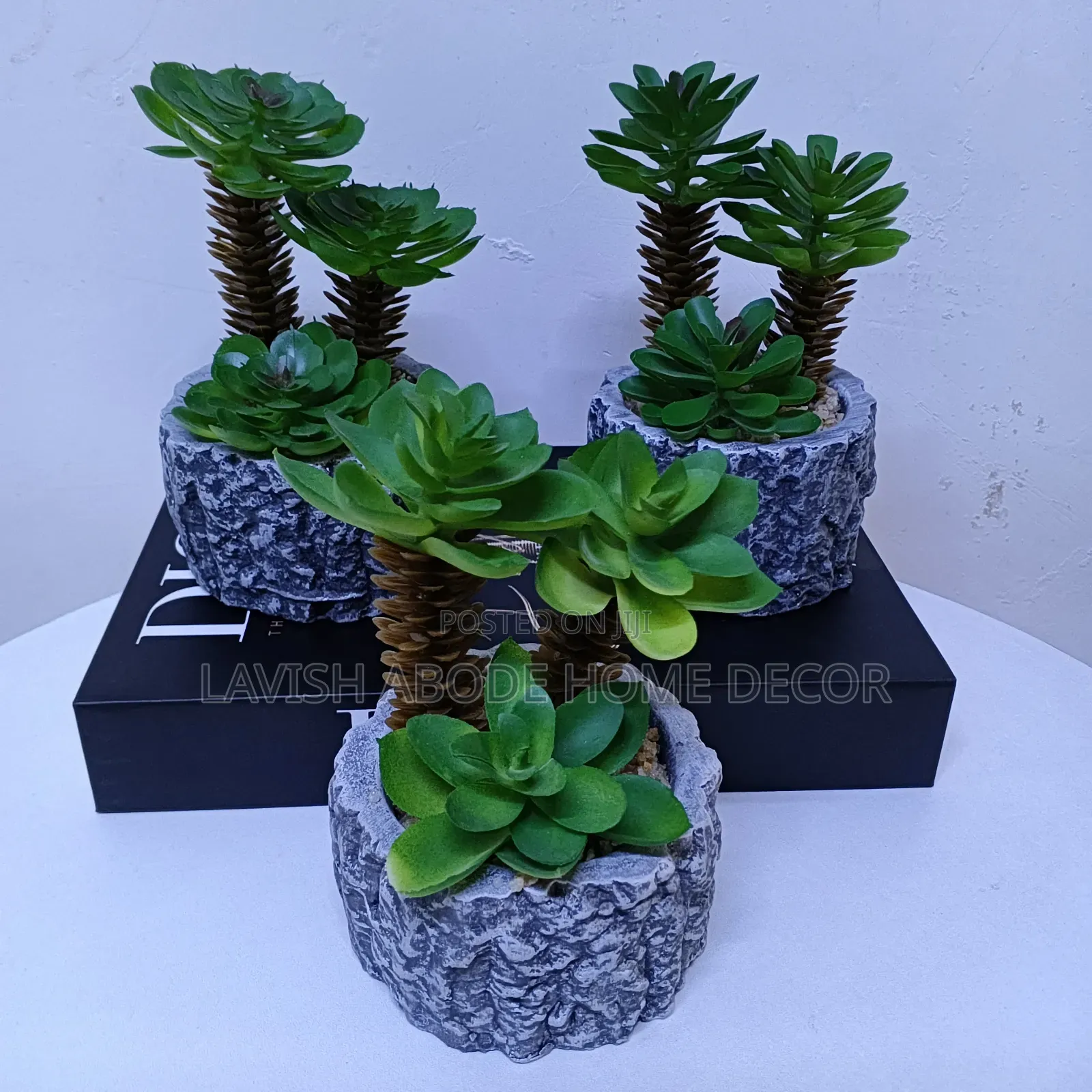 Grey Succulents Suitable for Table Tops.