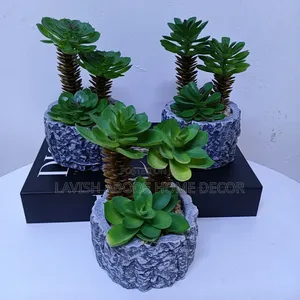Grey Succulents Suitable for Table Tops.