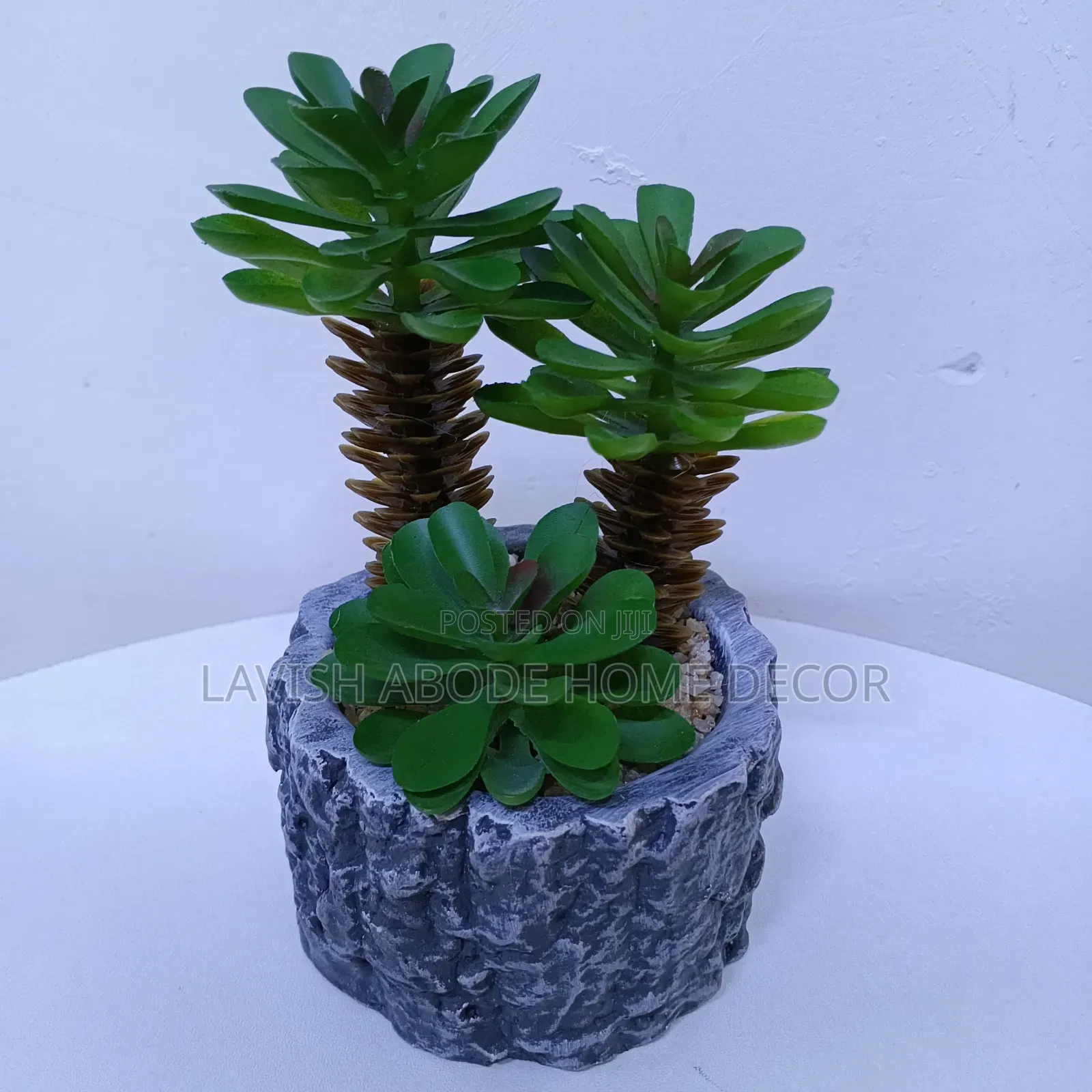Grey Succulents Suitable for Table Tops.