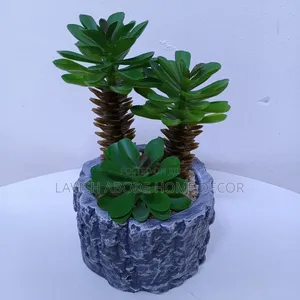 Grey Succulents Suitable for Table Tops.