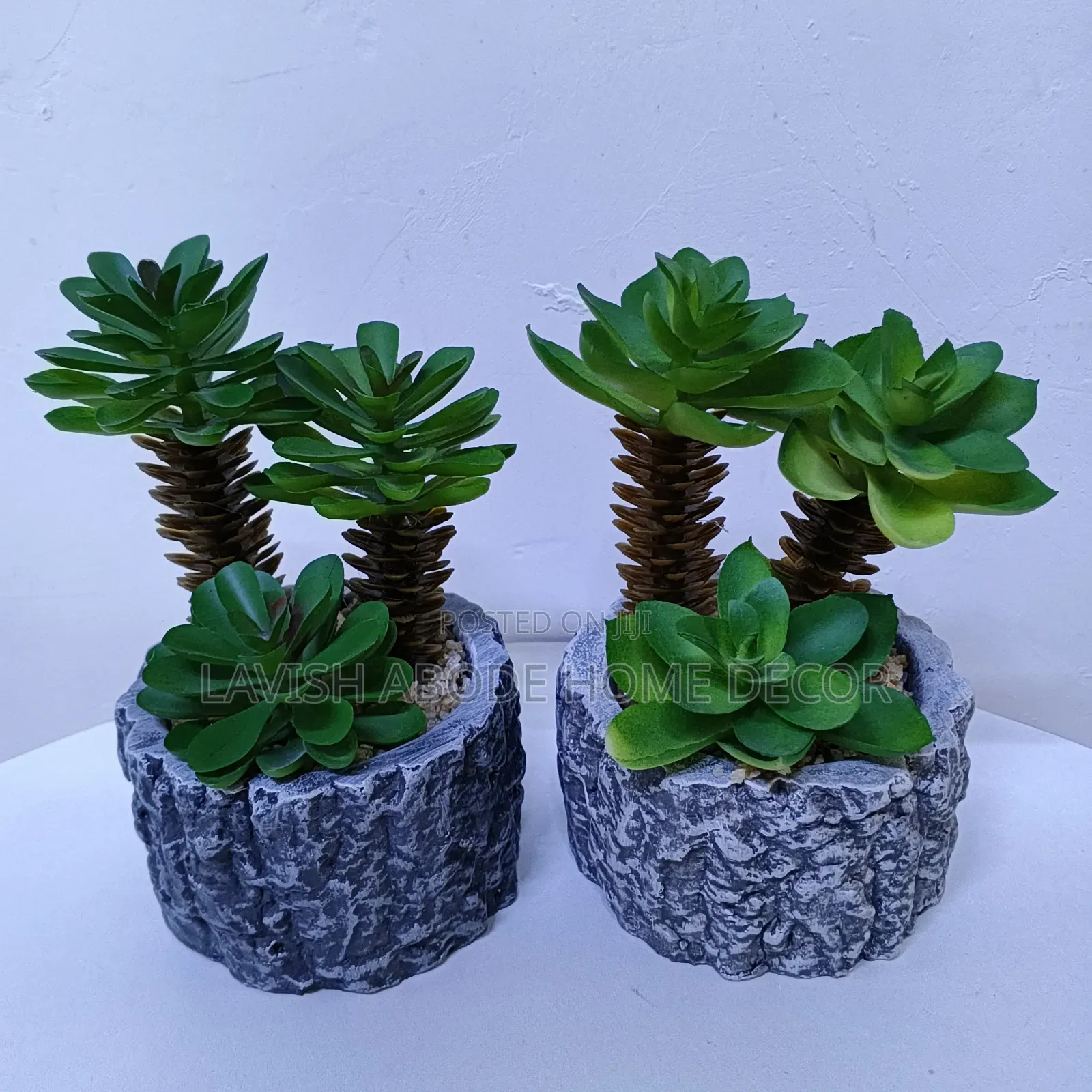 Grey Succulents Suitable for Table Tops.
