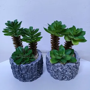 Grey Succulents Suitable for Table Tops.