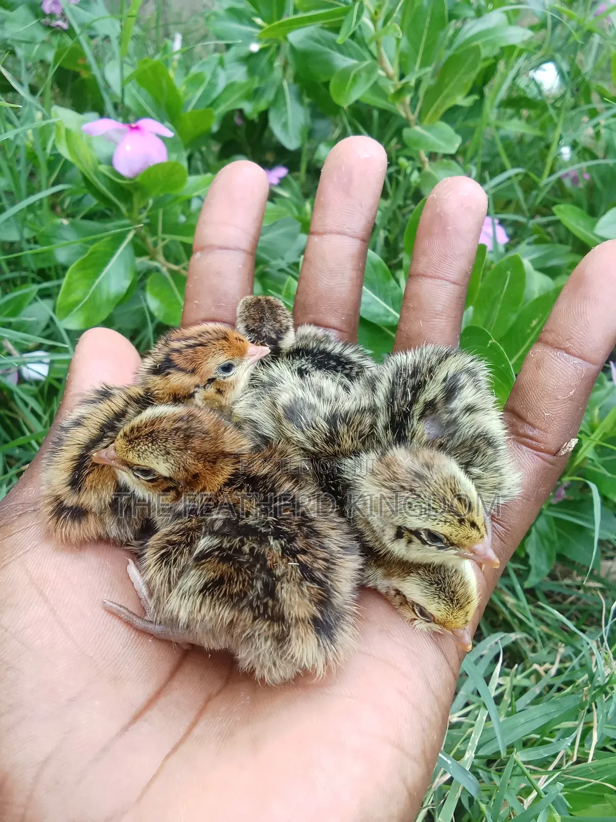 Day Old Quail Chicks