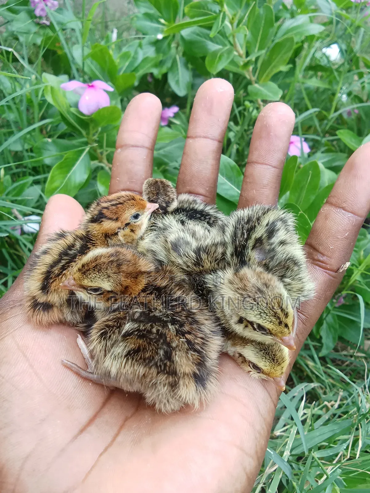 Day Old Quail Chicks