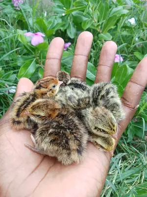 Day Old Quail Chicks