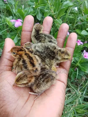 Day Old Quail Chicks