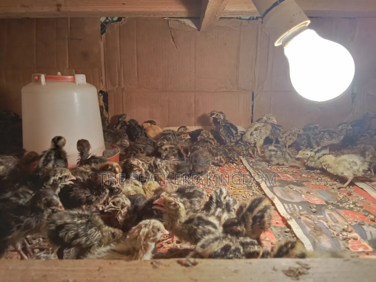 Day Old Quail Chicks