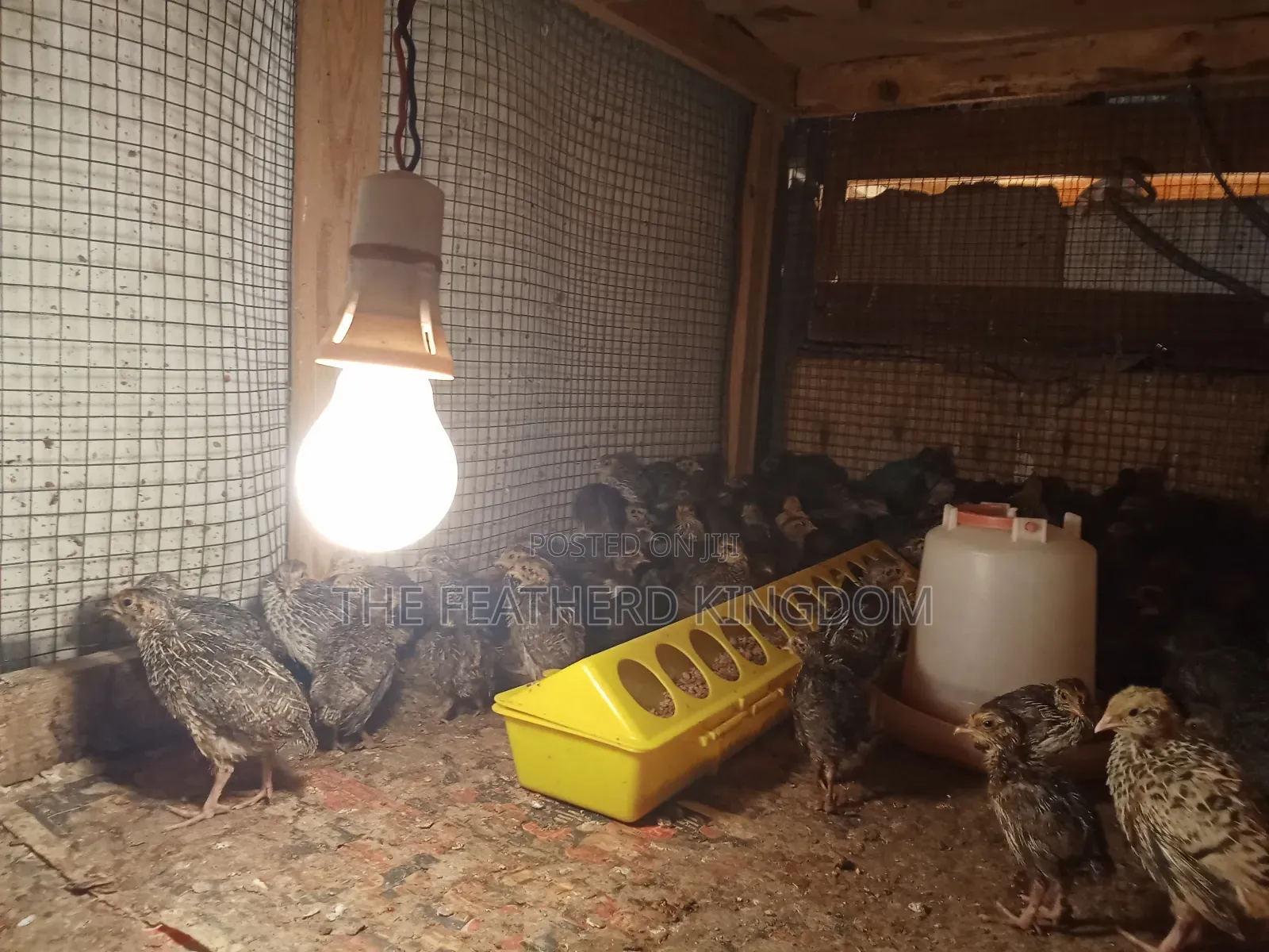 Day Old Quail Chicks