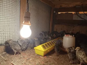 Day Old Quail Chicks